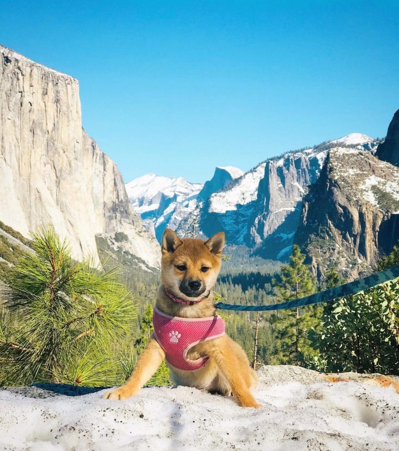 Shiba with mountains in the background