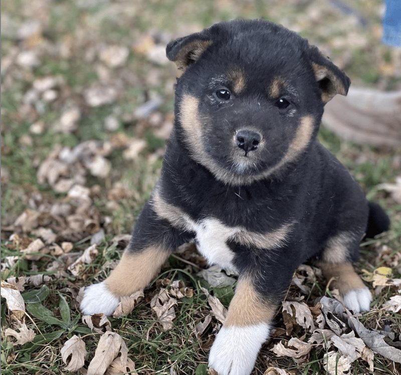 Black and tan Shiba lying outdoors