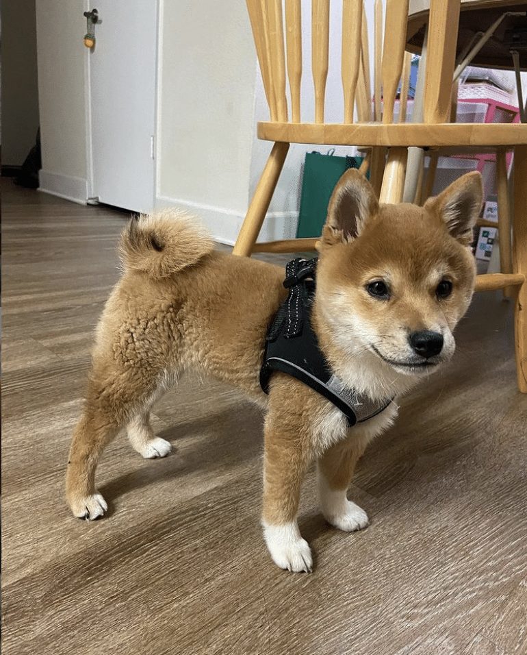 Tan Shiba in a harness indoors