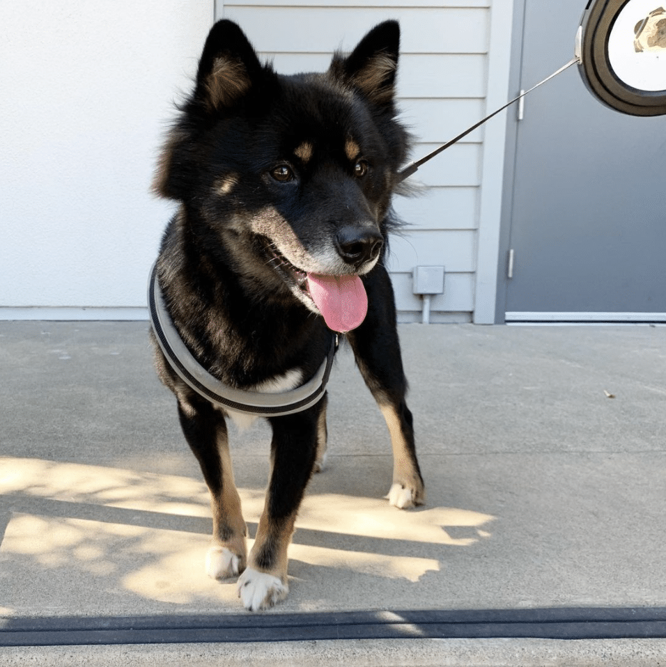 Bear the Shiba Inu