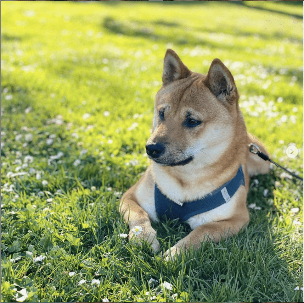 Kenji the Shiba Inu