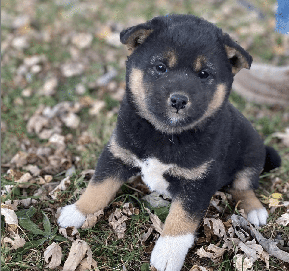Leo the Shiba Inu