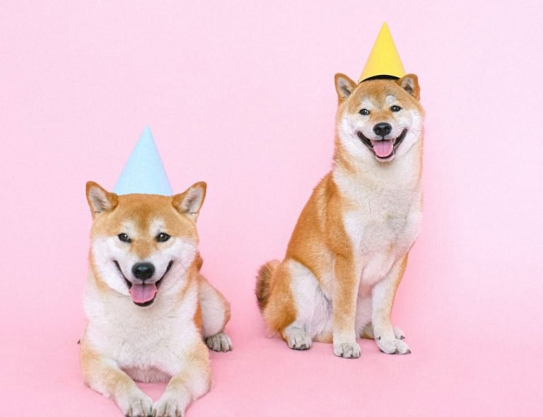 Two Shibas against a pink background