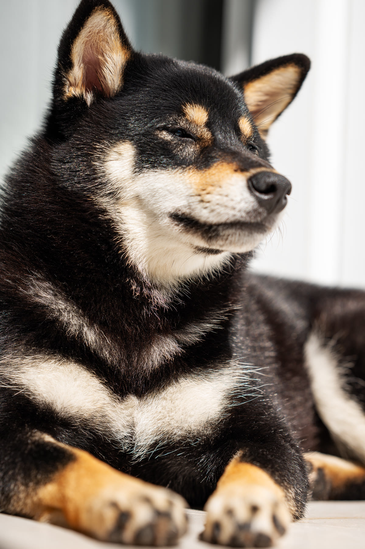 A black and tan Shiba resting on a balcony