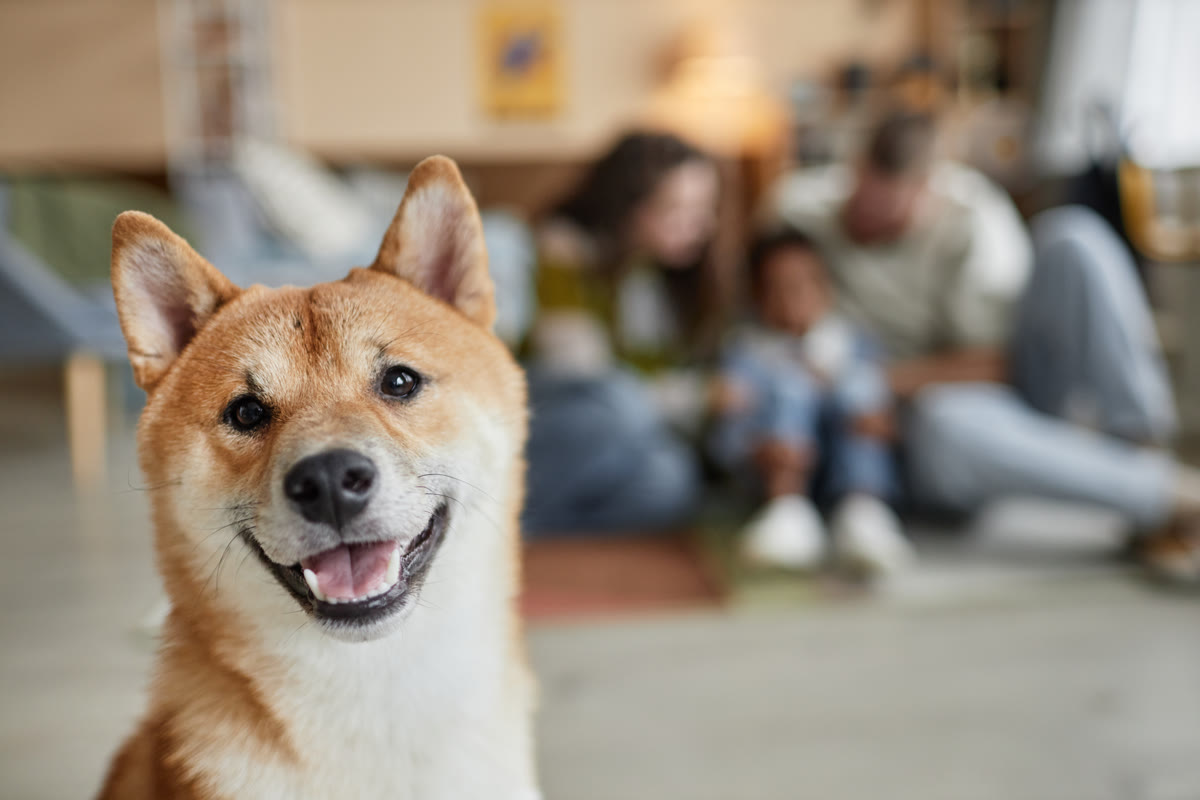 A Shiba with people in the background